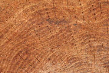 Naklejka premium wood texture
