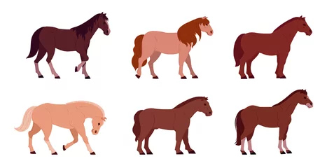 Fotobehang Cartoon horses. Domestic graceful animals, horses of different breeds. Farm or ranch animals flat vector illustration set © GreenSkyStudio