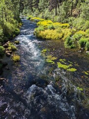 waterfall in the forest