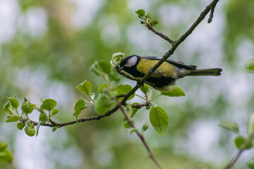 bird on a branch