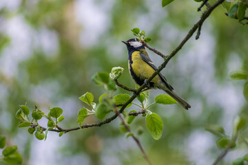 Obraz premium yellow wagtail on a branch