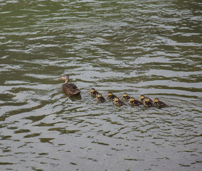 Mother Duck guiding the young ducklings in swimming at a pond