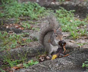 A squirrel eating a banana skin or peel at a complex
