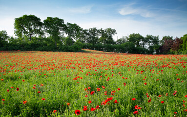 Obraz na płótnie Canvas meadow of poppies in spring