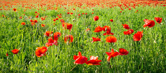 meadow of poppies in spring - 600519229