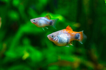 A green beautiful planted tropical freshwater aquarium with fishes.Multi color Poecilia reticulata,on nature background