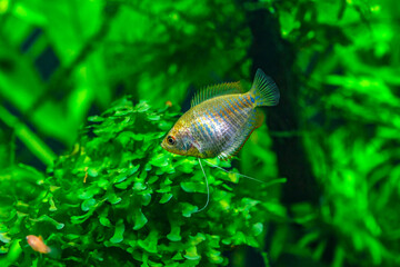 A green beautiful planted tropical freshwater aquarium with fishes. Dwarf gourami (Colisa lalia) fish in a home aquarium, lalius close-up