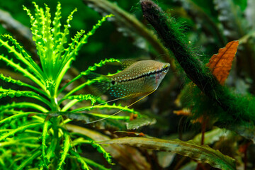A green beautiful planted tropical freshwater aquarium with fishes.Pearl gourami (Trichopodus leerii), also known as the mosaic gourami.