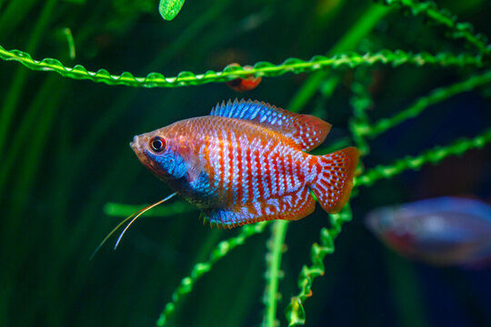 A green beautiful planted tropical freshwater aquarium with fishes. Dwarf gourami (Colisa lalia) fish in a home aquarium, lalius close-up