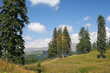 Fototapeta na wymiar mountain's landscape in Abkhazia