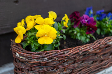 Beautiful bright heartsease pansies flowers in vibrant purple, violet, and yellow color in a long flower pot