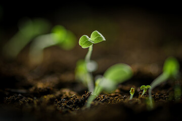 Small young green lettuce seedlings just sprouted from seeds planted in fertile potting soil, close up