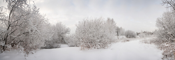 Obraz na płótnie Canvas snow landscape with frosted trees. Panoramic image