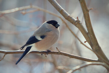 bullfinch perched on a branch, close up photo