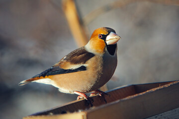 grosbeak perched on a birdfeeder, close up photo
