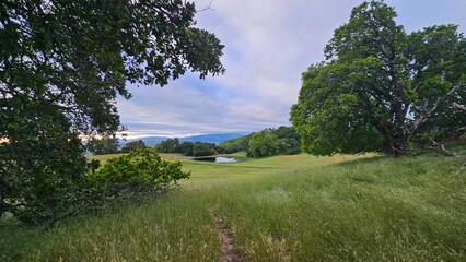landscape with trees and sky