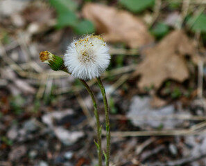 Dandelion fluff full of seeds on a cloudy April day Jenningsville Pennsylvania