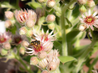 Macro view of a bee collecting pollen from a flower of the Sempervivum tectorum (Greater Immortelle) plant surrounded by flowers of the same species and buds still unopened