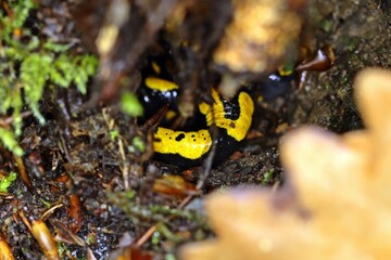 Feuersalamander (Salamandra salamandra) im Versteck