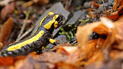 Fressender Feuersalamander (Salamandra salamandra)