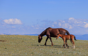 Wild Horse Mare and Foal in the Pryor Mountains Montana in Summer