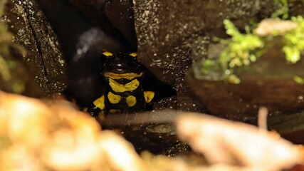 Feuersalamander (Salamandra salamandra) im Versteck