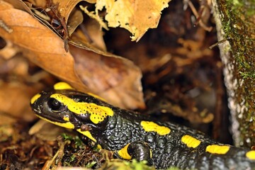 Feuersalamander (Salamandra salamandra) im Versteck