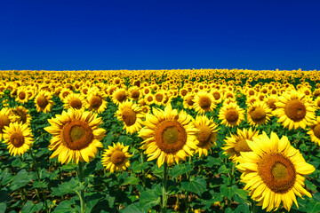 Obraz premium Agricultural field with yellow sunflowers against the sky with clouds.Sunflower field.Gold sunset. Sunflower closeup.Agrarian industry. Photo of cultivation land.flowers image