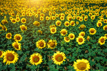 Agricultural field with yellow sunflowers against the sky with clouds.Sunflower field.Gold sunset. Sunflower closeup.Agrarian industry. Photo of cultivation land.flowers image