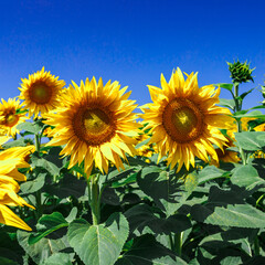Fototapeta premium Agricultural field with yellow sunflowers against the sky with clouds.Sunflower field.Gold sunset. Sunflower closeup.Agrarian industry. Photo of cultivation land.flowers image