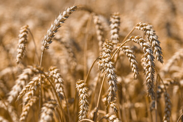 Spikelets of wheat close-up on the field.Wheat field.Agriculture, agronomy and farming background. Harvest concept.The global problem of grain in the world.