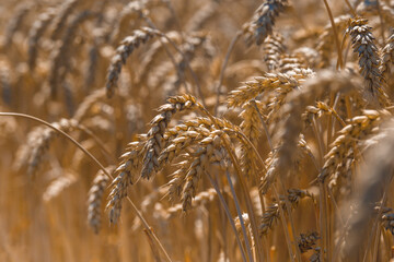 Spikelets of wheat close-up on the field.Wheat field.Agriculture, agronomy and farming background. Harvest concept.The global problem of grain in the world.