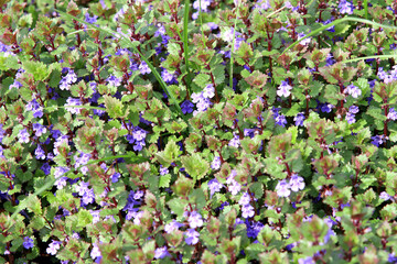 Kleine blaue Wiesenblümchen