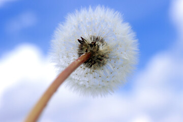 Pusteblume von unten