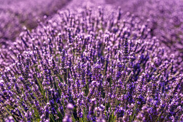 Obraz premium Lavender field.Beautiful image of lavender field Summer sunset. French Provence.Harvesting. Beautiful sky.Lavender in the garden.