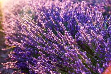 Lavender field.Beautiful image of lavender field Summer sunset. French Provence.Harvesting. Beautiful sky.Lavender in the garden.