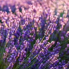 Fototapeta premium Lavender field.Beautiful image of lavender field Summer sunset. French Provence.Harvesting. Beautiful sky.Lavender in the garden.