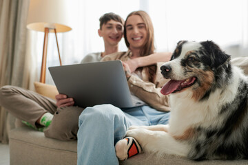 cute Australian shepherd dog resting on comfortable couch near cheerful lgbt couple smiling while...