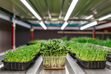 Urban microgreen farm.The microgreen in plastic trays.Baby leaves, phytolamp.Sprouting Microgreens on the Hemp Biodegradable Mats.Germination of seeds at home.Eco-friendly small business. - obrazy, fototapety, plakaty
