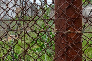 fencing element of rusted steel mesh and barbed wire of an old abandoned prison on a sunny spring day