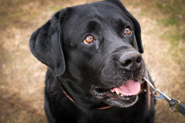 Black Labrador dog. The domestic dog is walking in the park.