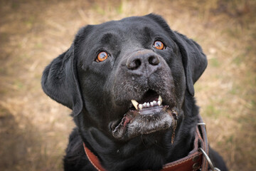 A black Labrador dog on a walk. A domestic dog is walking in the park.