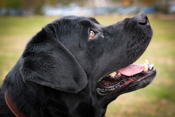 A black Labrador dog on a walk. A domestic dog is walking in the park.