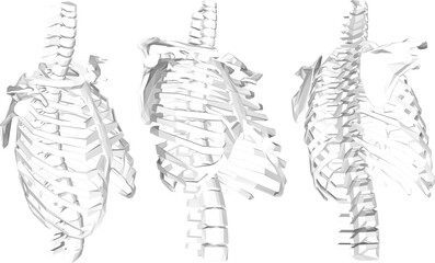 Human rib cage cartoon illustration vector sketch