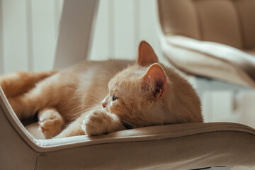 domestic peach british cat lies on a comfortable chair in a modern kitchen close-up