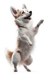 Obraz premium Berger Blanc & Japanese Spitz dog breed, isolated background. Generative Ai.