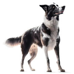 Border Collie dog, isolated background. Generative Ai.