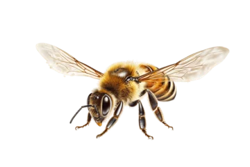 Foto op Plexiglas Honey bee isolated on transparent background. AI © Usmanify