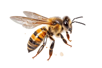 Fotobehang Honey bee isolated on transparent background. AI © Usmanify