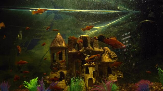 Goldfish Swim In A Home Aquarium
